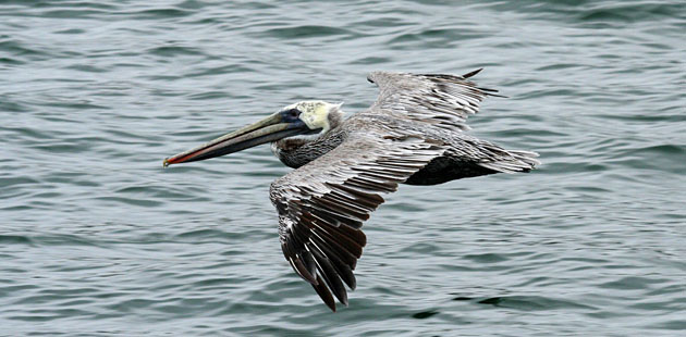 Brown Pelican